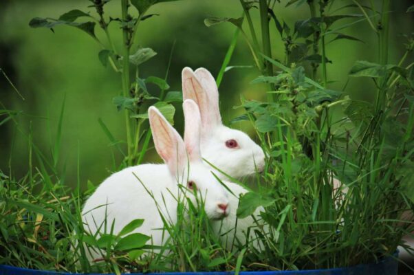 can rabbits eat grass?