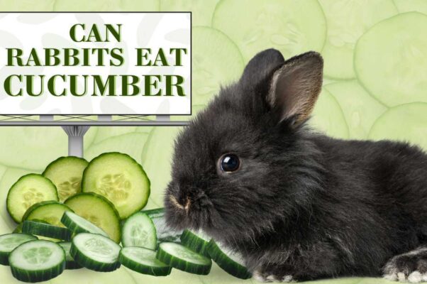 can rabbit eat cucumber?