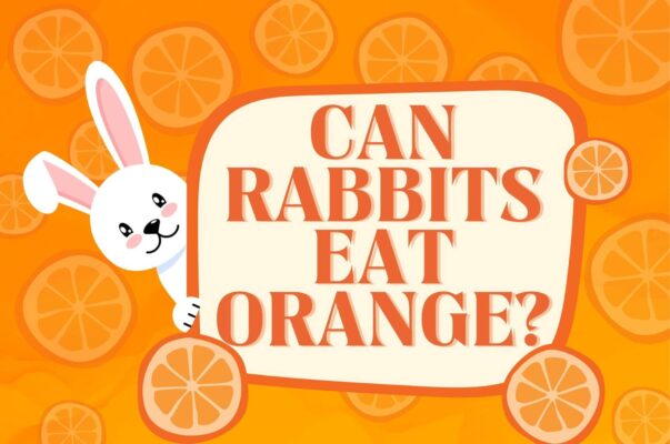 can rabbits eat orange?