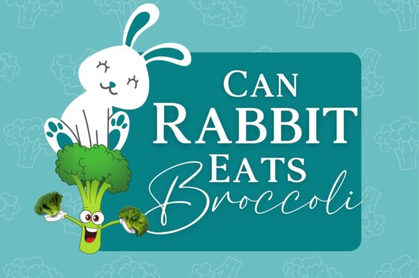 can rabbit eat broccoli?