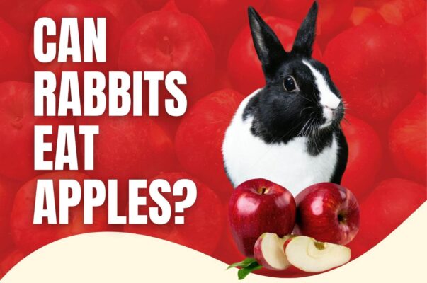 rabbit eat apple