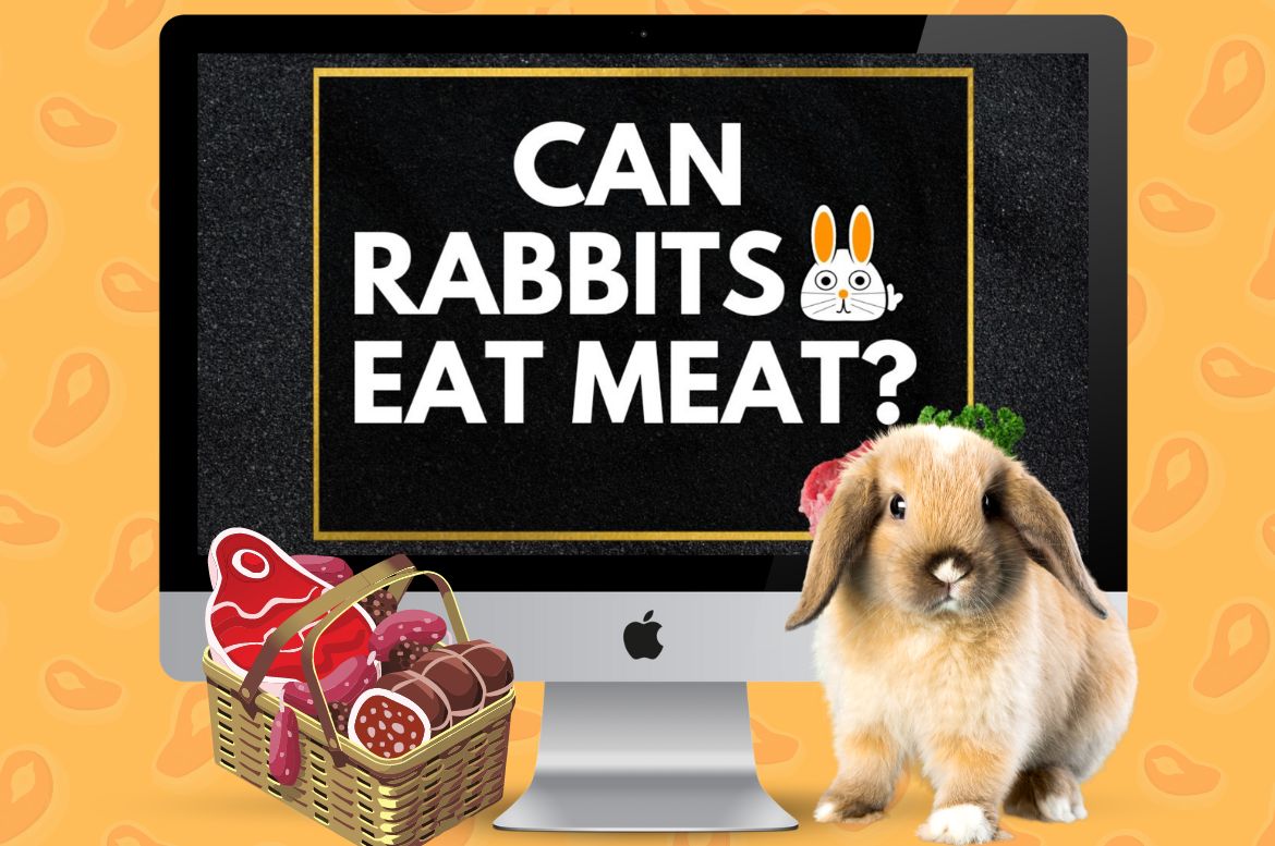 can rabbit eat meat?
