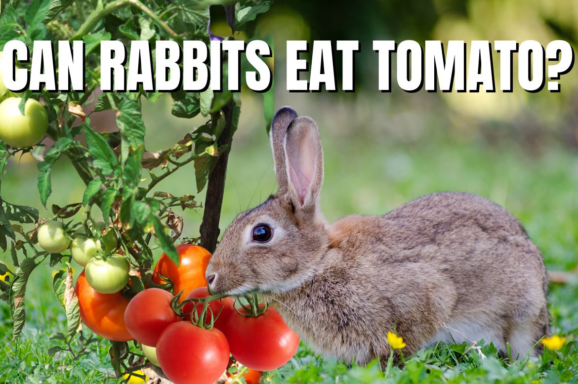 Can  rabbits eat tomato?