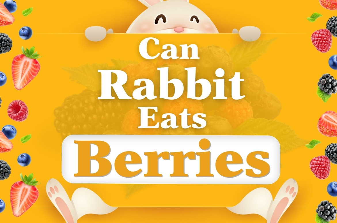 can rabbits eat berries?