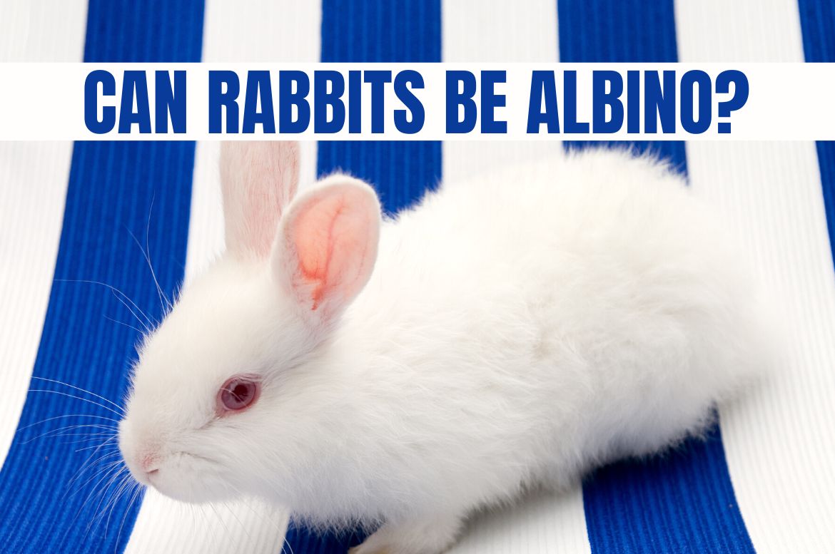 Can rabbits be Albino?