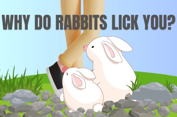 Why Do Rabbits Lick You?