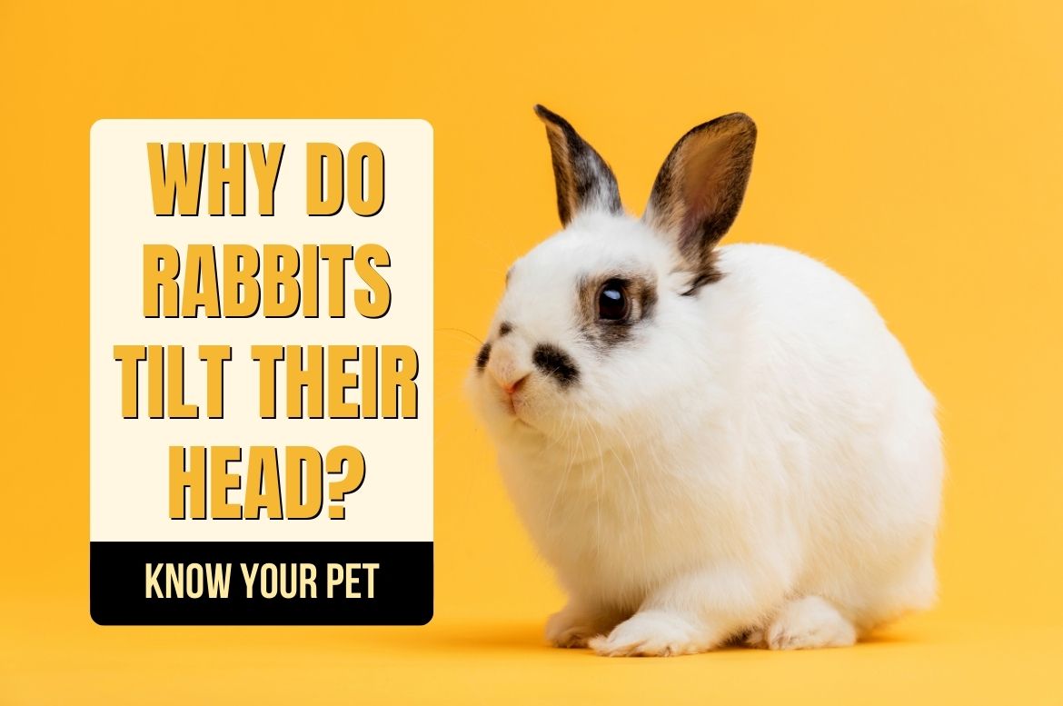 Why Do Rabbits Tilt Their Head? Know Your Pet