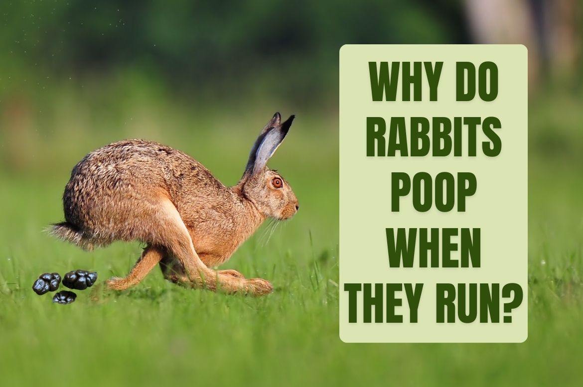 Why Do Rabbits Poop When They Run?