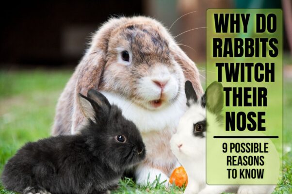 Why do rabbits twitch their nose?