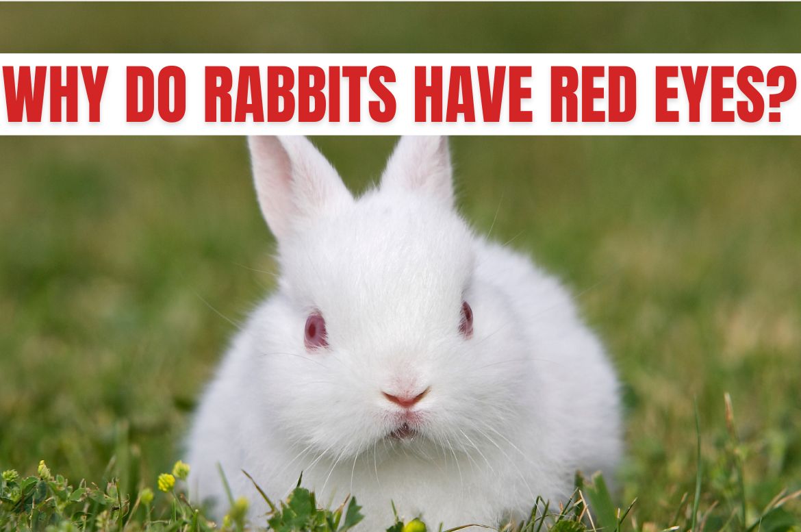 Why Do Rabbits Have Red Eyes?