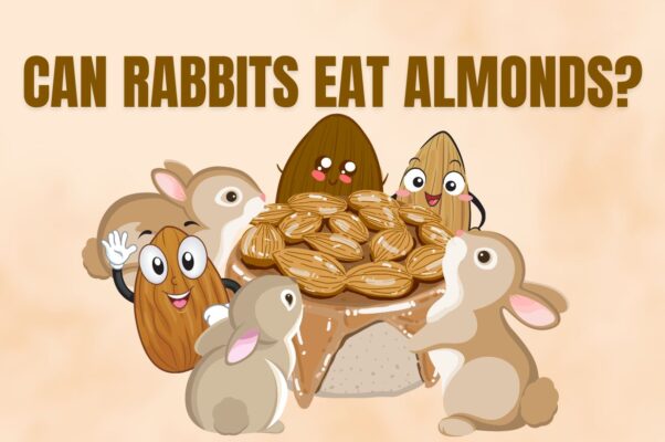 can rabbit eat almond?