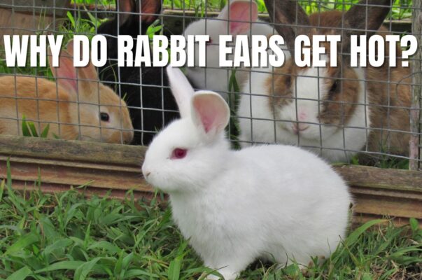 Why Do Rabbit Ears Get Hot?