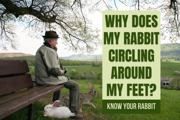 Why Does My Rabbit Circling Around My Feet?