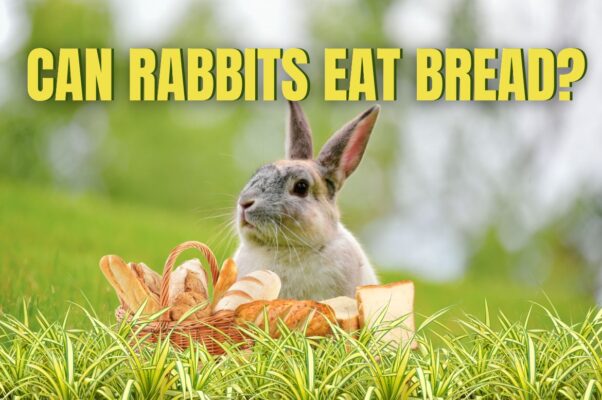 Can Rabbits Eat Bread?