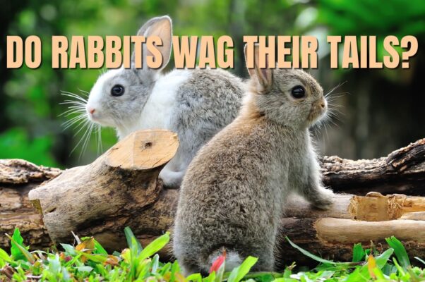 Do Rabbits Wag Their Tails? Bunny Behavior