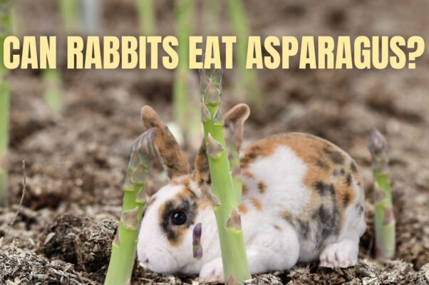 Can Rabbits Eat Asparagus?
