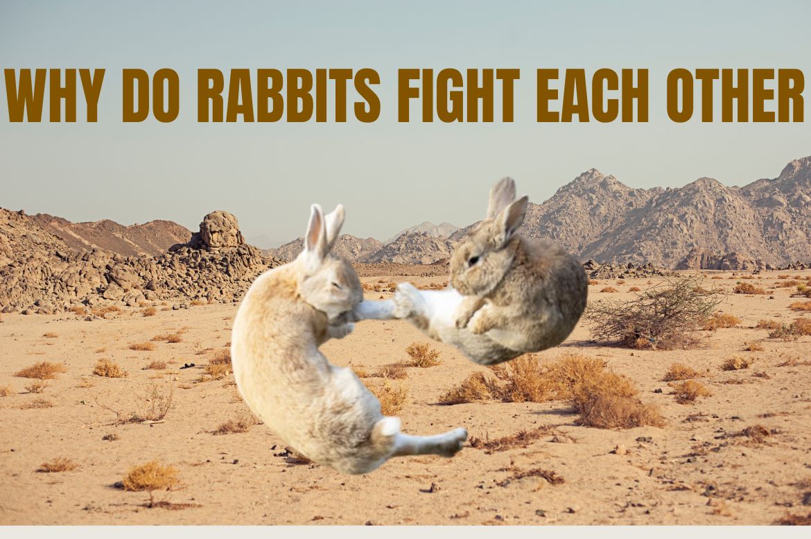 Why Do Rabbits fight Each Other?