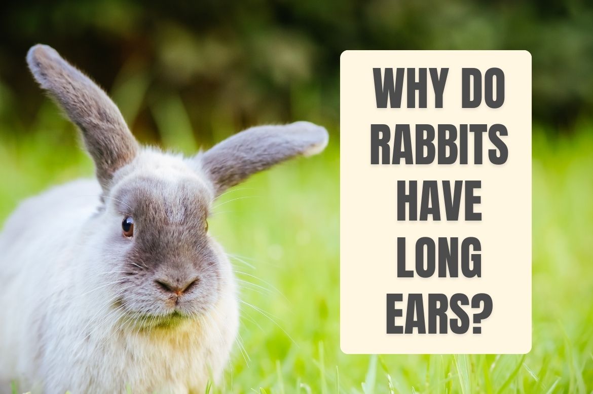 why do rabbits have long ears?