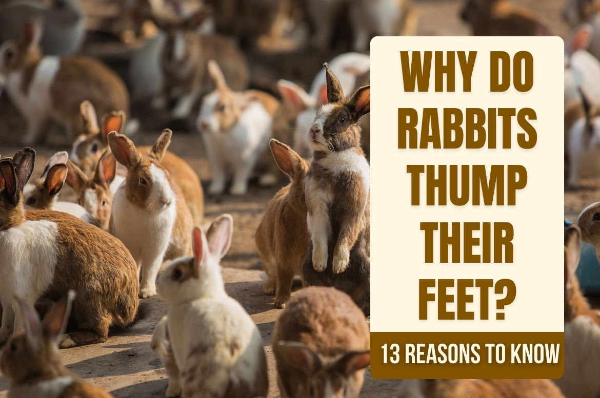 Why Do Rabbits Thump Their Feet?