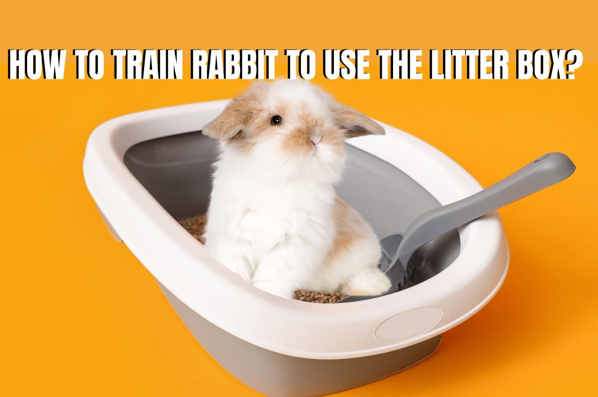 How to Train Rabbit to Use the Litter Box?