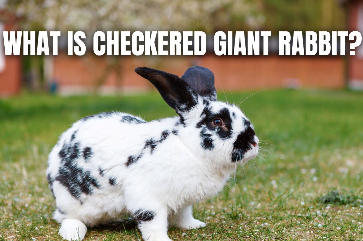 checkered giant rabbit