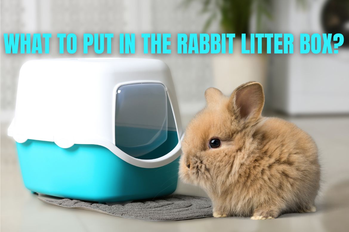 What to Put In the Rabbit Litter Box?