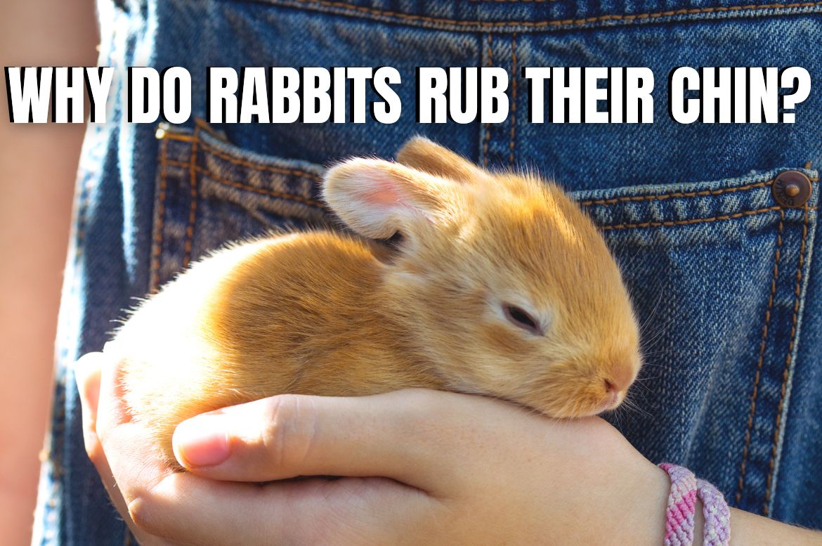 Why Do Rabbits Rub Their Chin?