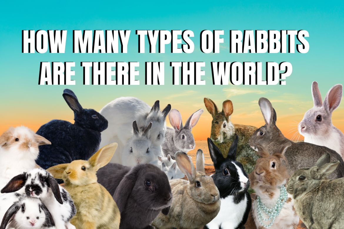 How Many Types of Rabbits are There In the World?