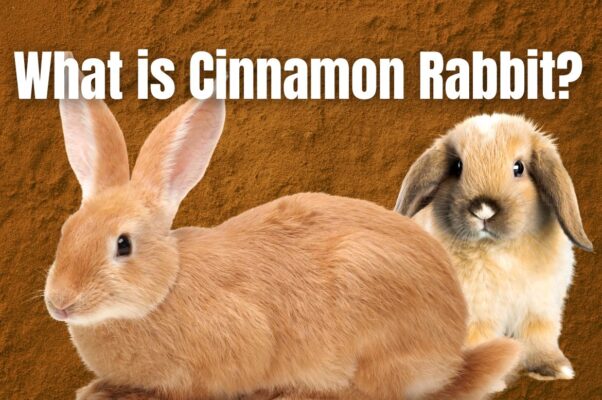 What is Cinnamon Rabbit?