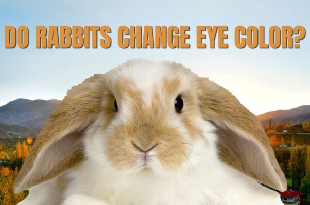 Do Rabbits Change Eye Color?