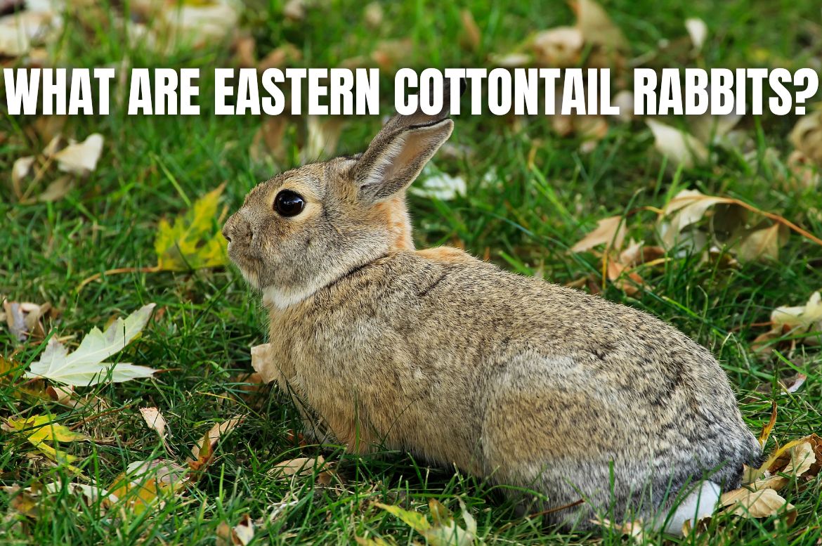 eastern cottontail rabbits