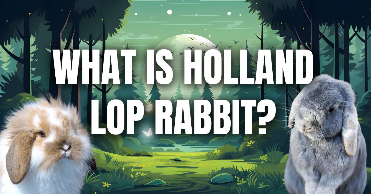 Holland lop rabbit