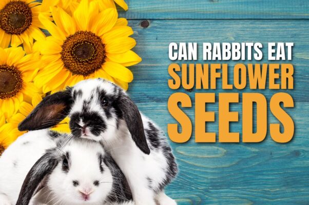 rabbits eat sunflower seeds