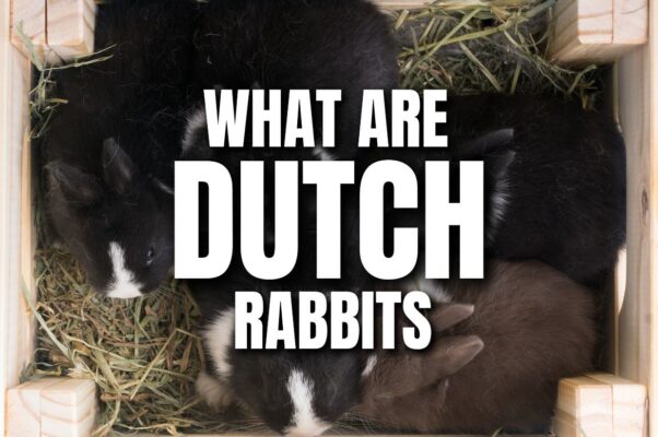 What are dutch rabbits