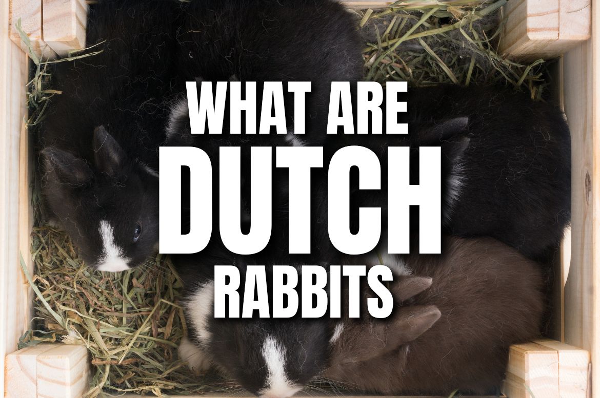 Dutch rabbits