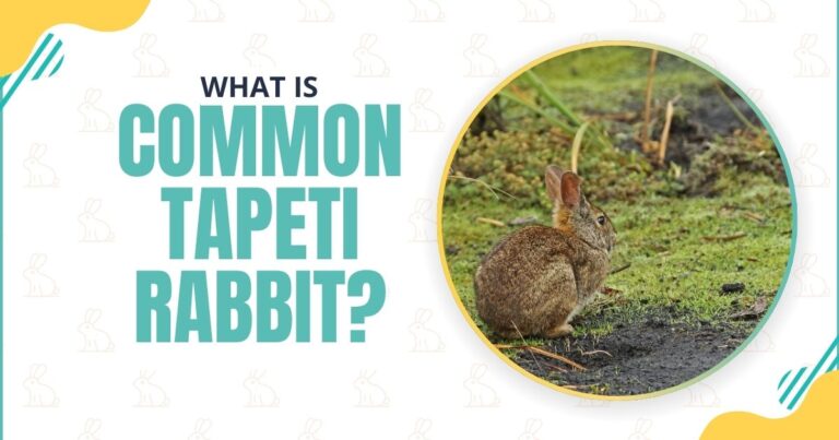 Common Tapeti Rabbit