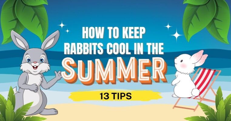 Keep rabbits cool