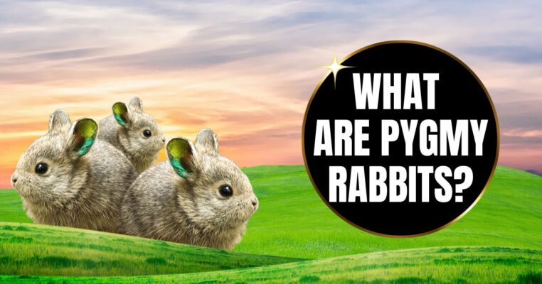 Pygmy rabbits
