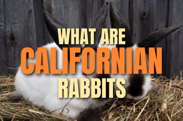 Californian rabbits