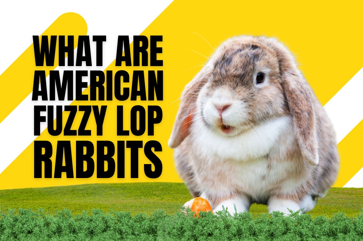 american fuzzy lop rabbits