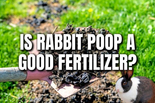 Rabbit poop