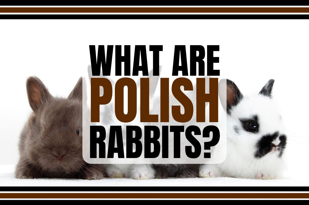 Polish rabbits